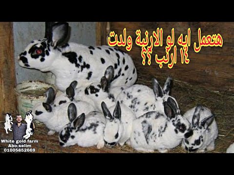 هتعمل ايه لو الارنبة ولدت ١٤ ارنب ومفيش امهات والده معها تحافظ علي ١٤ كلهم الزاي ؟ انا هقولك ازاي 👍