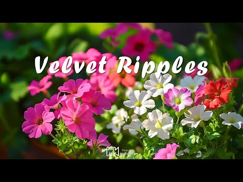 Velvet Ripples - Peaceful Relaxation 4K