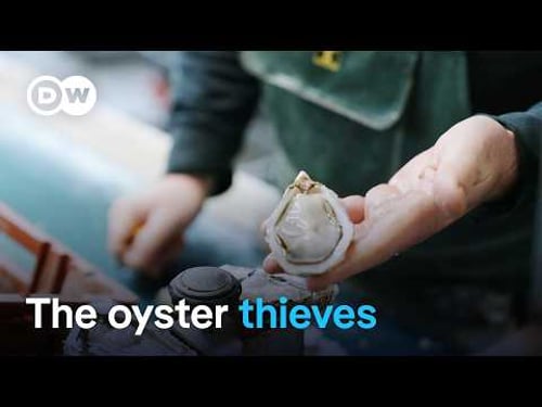 A tough business - The oyster farmers of Arcachon | DW Documentary