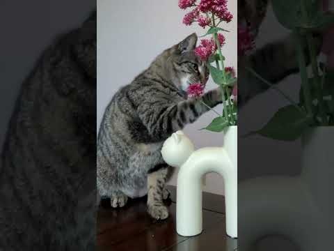 Adorable Modern Minimalistic Ceramic Cat Vase make a Perfect Gift