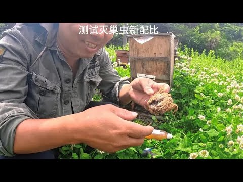 这一窝蜜蜂长满了巢虫,测试新的配比 #养蜂技术 #养蜂 #中蜂 #诱蜂 #养蜂生活 #诱蜂桶 #养蜂人
