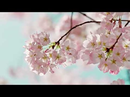 Cherry Blossom Window ๐ธ Spring Ambience with Soft Pink Noise | 12 Hours