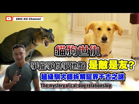🐱貓🐶狗世仇! 爭寵爭食爭地盤 是敵是友?超級馴犬師拆解寵界解千古之謎The mystery of 🐱cat - dog🐶 relationships