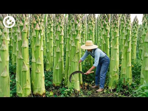 UNBELIEVABLE Asparagus Harvesting: How Millions of Stalks Are Grown & Processed in 24 Hours