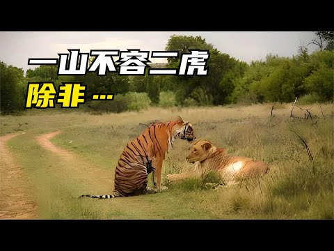 虎谷獅吼:虎嘯非洲的製片人,在老虎谷做了個超大膽試驗