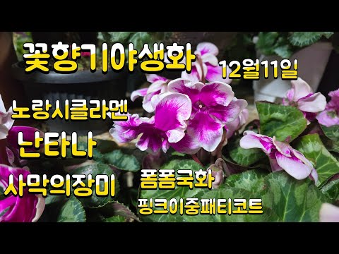 2025년 12월 11일 #향 장미 #사막의장미 #난타나 #폼폼폼 국화 #공기정화식물 #gardening #사계장미 #핑크이중패티코트 #노랑시클라멘