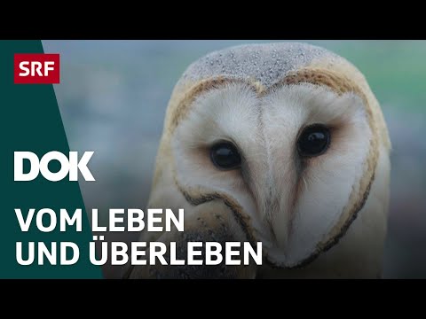 Die Rückkehr der grossen Vögel – Erfolgsgeschichte dank Freiwilligenarbeit | DOK | SRF