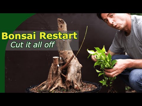 Commercial ficus bonsai rebuild - 12 month timelapse