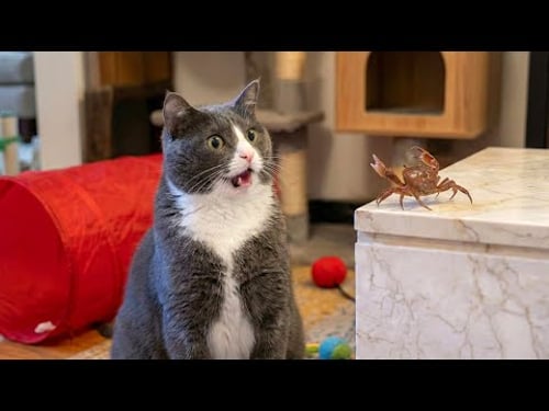 Funny Cats Causing Chaos π | Wild Animal Encounters Compilation 2026