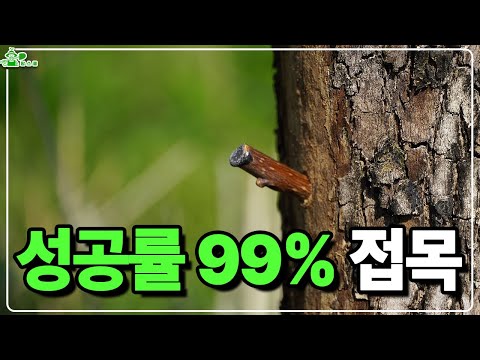 I will tell you about grafting with a 99% success rate. ㅣDrill graftingㅣEasy grafting