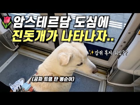 When going on a Date with a Jindo Dog in Amsterdam, People's Reactions Are Wild!