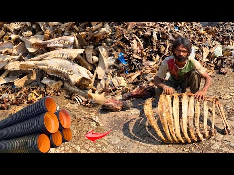 Unbelievable Process! Millions of Animal Bones Used into Water Draining Pipe Manufacturing