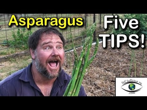 5 TIPS How to Grow a Ton of Asparagus in a Raised Garden Bed Container
