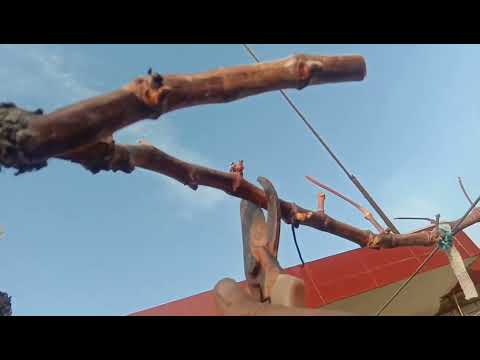 庭院葡萄如何冬剪?专家用30年的实践告诉你,你做错了,应该这样#农村生活