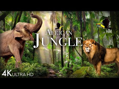 African Jungle 4K - The World's Second-Largest Tropical Rainforest | Scenic Relaxation Film