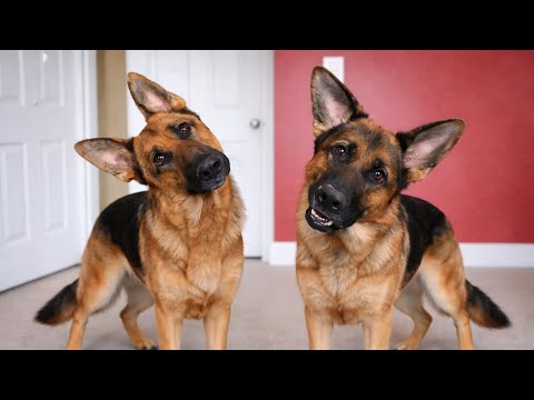 GERMAN SHEPHERDS Dog Were Born To Be Comedians! 🤣 Funny Dog Videos
