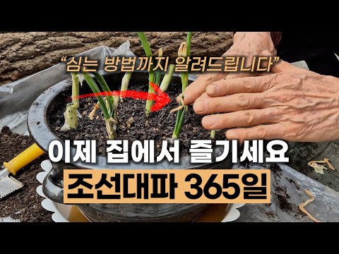 (488).조선대파 심는 방법 | 조선대파 씨앗, 모종심기 | 조선대파 365일 집에서 즐기세요 #구조파 #토종대파 #에너지농법 #탄소농업 #유기농업