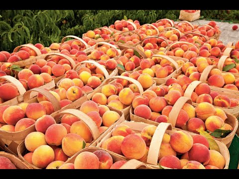 Big Eaze's Triple Infused Peach Brandy