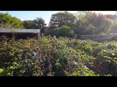 Quoted $2,500 to Clear This Backyard— I Did It for Free