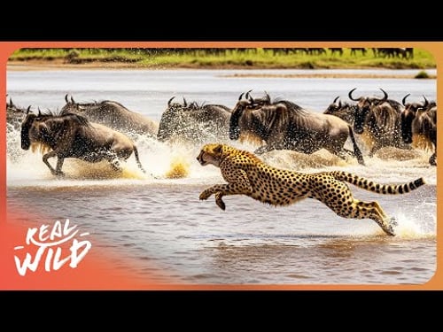 WILD SERENGETI | Big Cats Of The Serengeti | 4K