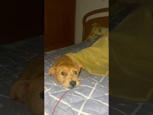 No more need me to tuck you in. πΆ #funnydogs #dogs #funnyvideos #pets