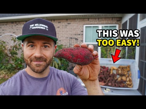 Ignore Your Sweet Potatoes, Get More Food: Here's How!