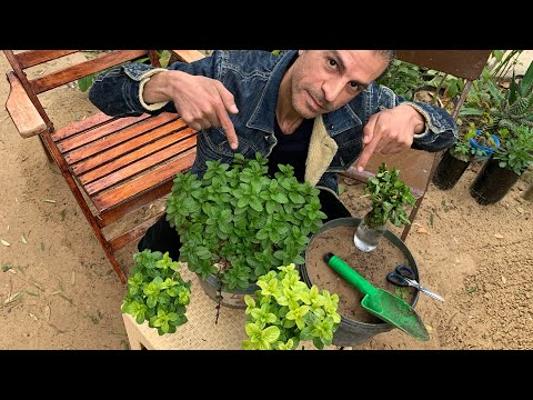 زراعة النعناع خطوة بخطوة ، ازرع نعناع بنفس طريقتي ولن تشتريه نهائيًا وأحصل على نعناع مزدهر طول العام