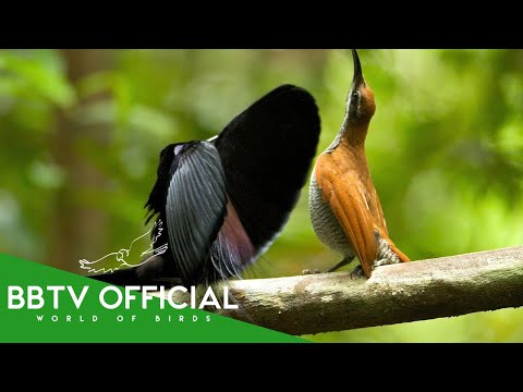 30 Rarest & Precious Birds In The World | BBTV Official | Wildlife Documentary