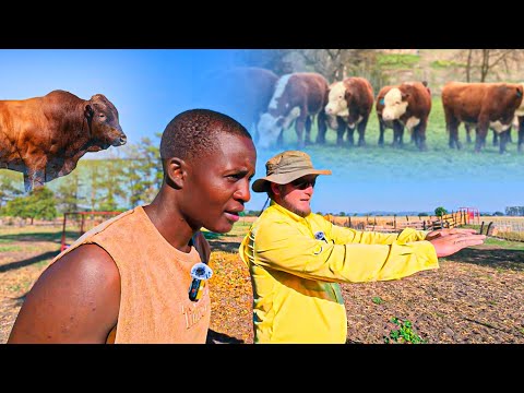 From Working For His Father to Owning His SUCCESSFUL Cattle Farm