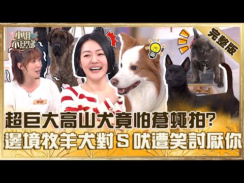 叫工讀生出來!超巨大高山犬竟怕蒼蠅拍?邊境牧羊犬不給面子狂對小S吠遭笑:牠討厭你!【#小姐不熙娣】20250217 完整版 EP749 林予晞 王渝萱