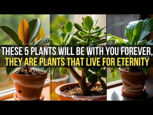 5 Houseplants That Can Live Over 20 Years