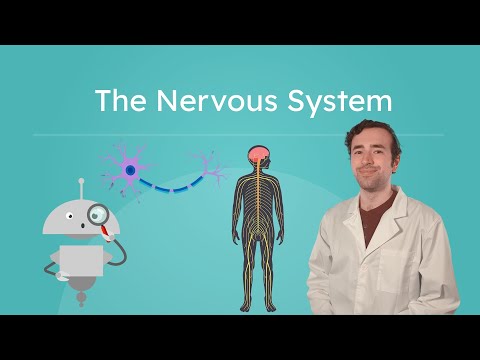 The Nervous System - How the Brain and Nerves Control the Body