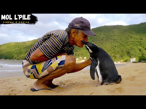 قصة حقيقية♥️ بطريق ذكي يسبح الآلاف الكيلومترات كل سنة😨 للقاء الرجل الذي أنقذه من الموت🥹||🎦 𝐌𝐲 𝐅𝐫𝐢𝐞𝐧𝐝