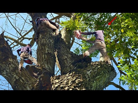 Cưa Cây Còng To, Khô Gần Nhà, Quá Hồi Hộp, Cưa Kỹ Thuật, 321