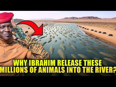 Why Ibrahim Traoré Released These Millions of Animals into The River