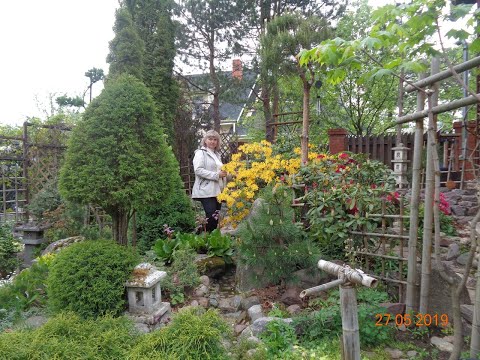 ХВОЙНЫЕ в моем саду-5-я часть -обзор --октябрь 2020г