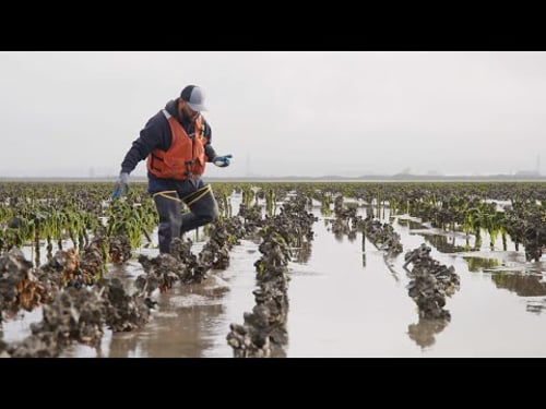 SHELLFISH | How Oysters, Mussels & Clams are Sustainably Farmed