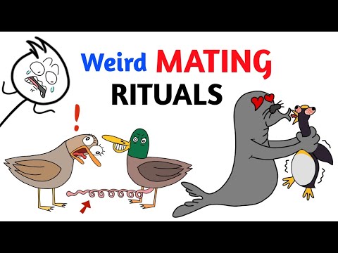 Worst Mating Rituals In Animal Kingdom