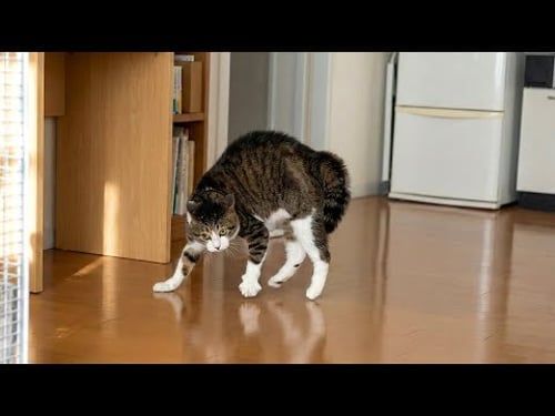 Cats Really Use 100% of Their Brains π | Funniest Cat Videos 2026