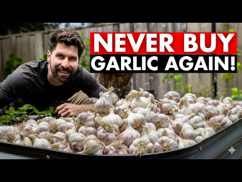 5 Years of Garlic Growing Experiments in one 14 minute Masterclass!