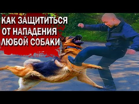 HOW TO PROTECT AGAINST ANY DOG ATTACK