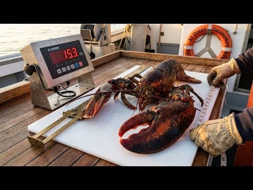 MASSIVE 15KG LOBSTER CAUGHT!, Biggest Lobster You've Ever Seen, Ocean Giants