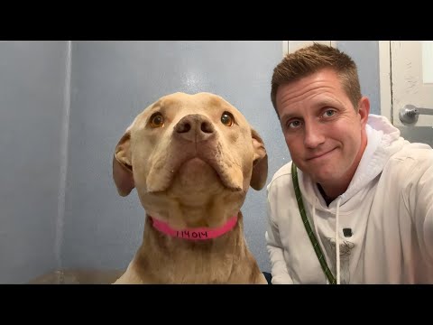 Sitting with a Pit Bull Abandoned in Night Drop, and the REAL reason her family put her there 🥺