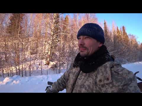 ВОЛК УТАЩИЛ СОБАКУ СРЕДЬ БЕЛОГО ДНЯ!