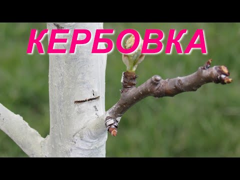 What is a KERBOVKA? What is it used for?