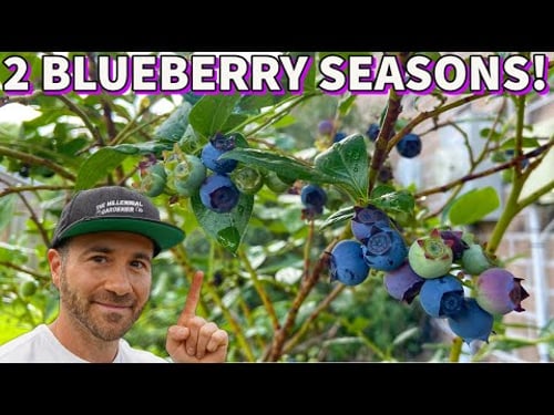 This Simple Tip Will DOUBLE Your BLUEBERRY HARVEST!
