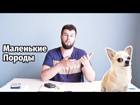 Natural nutrition for small dog breeds