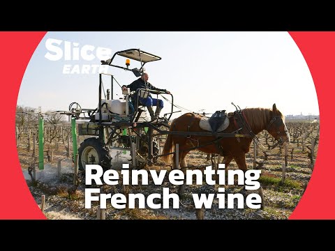 Natural Wine : The ecological awakening of French vineyards | SLICE EARTH | FULL DOC