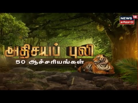 Kathaiyalla Varalaru | அதிசயப் புலி 50 ஆச்சரியங்கள் | Tiger