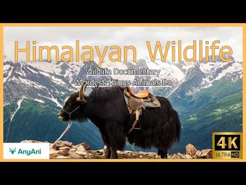 Himalayan Wildlife | The Weirdest Things Animals Do at Earth’s Highest Peaks | Wildlife Documentary